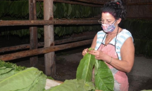 tabaco