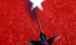 Grados de Comandante colibri