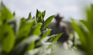 agricultura