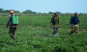 Por incrementar producciÃ³n de alimentos en Isla de la Juventud