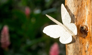 mariposa