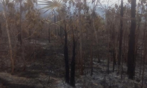 incendio forestal