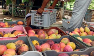 mango