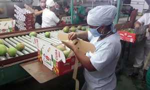 Impulsan en Cienfuegos producciones agrícolas para la exportación