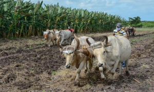ganado agricultura soberania aliemtaria