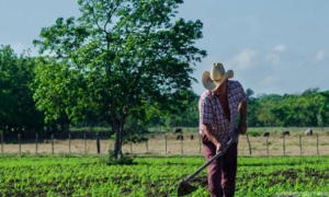 Amancio, Colombia y Jobabo 