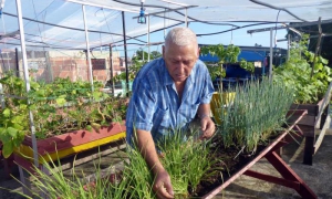 José Manuel Collera cultiva hortalizas en la azotea de su casa. 