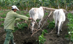 agricultura 