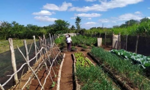 agricultura