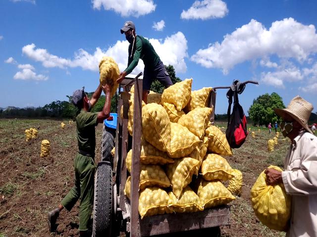 En la campaña de frío 2020-2021, ya finalizada, se plantaron en Cuba 5010 hectáreas, de ellas, 1 600 con semilla multiplicada nacionalmente y 3 410 ha con semilla importada.