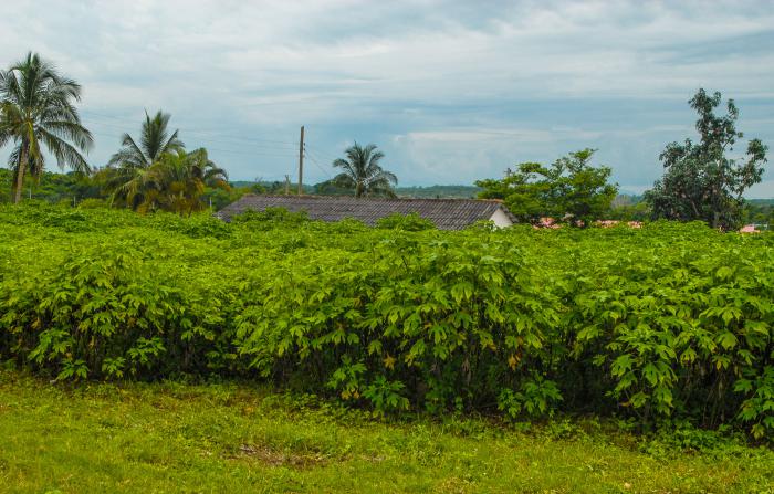 UEB Agropecuaria de la Jefatura Territorial Escambray en Cienfuegos.Plantas proteicas base alimentaria del ganado,sembrado de la planta tithonia