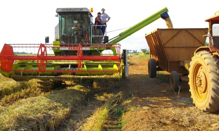 Buscar más producción y responder las demandas insatisfechas de la población, es uno de los principales desafíos de la agricultura cubana. Foto: julio martínez molina
