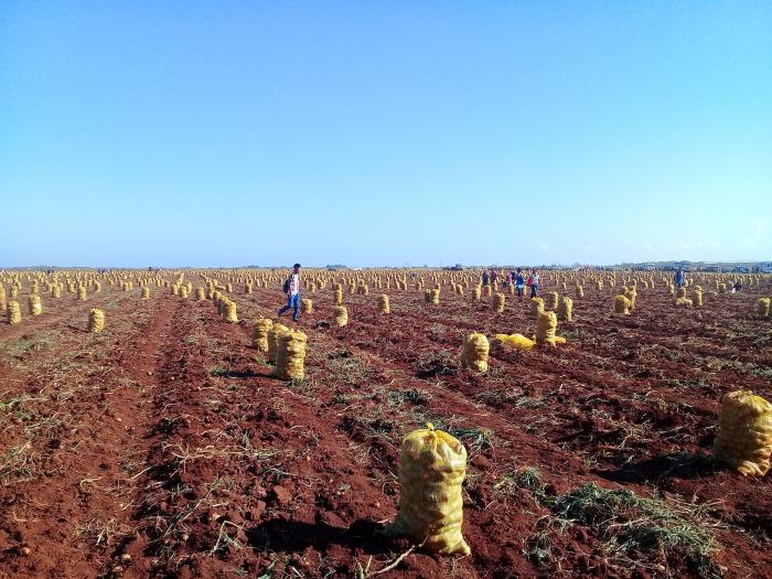 Cosecha de papa en la provincia de Matanzas, esta vez incursionó en el cultivo del tubérculo sobre bases agro ecológicas.

