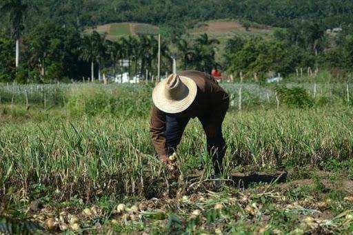 La cosecha de la cebolla de Banao, considerado el emporio de esa hortaliza en el país, es actualmente la labor líder de la agricultura de la provincia Sancti Spíritus, Cuba, el 14 de enero de 2018.   