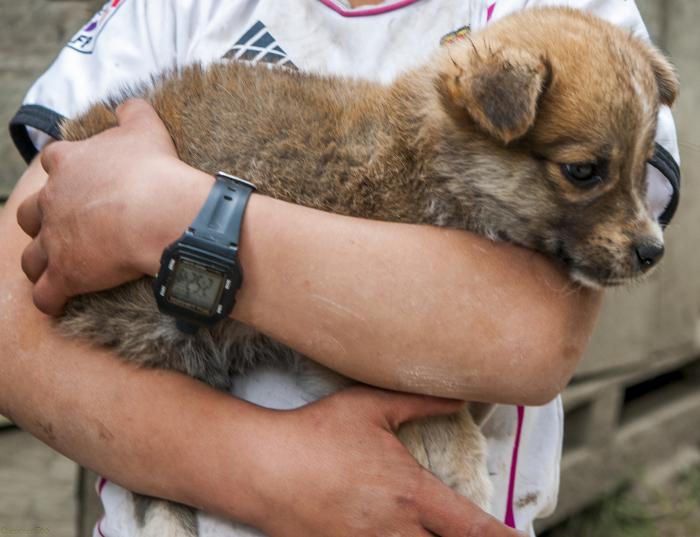 Animales afectivos