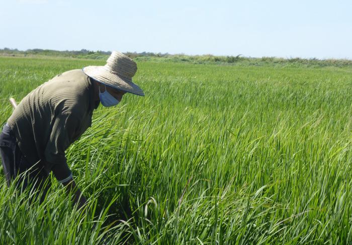 Uno de los lotes de CCS Fernando Echenique pinta de verde el paisaje tras la siembra de arroz. Protección contra la Covid-19- Coronavirus - nasobuco