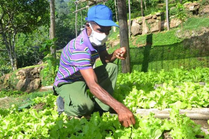 Los productores podrán contratar insumos agropecuarios y maquinaria agrícola de forma directa con los diferentes suministradores Protección contra la Covid-19- Coronavirus - nasobuco