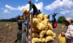 En la campaña de frío 2020-2021, ya finalizada, se plantaron en Cuba 5010 hectár