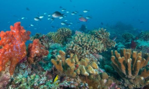 Cada año se pierden en los océanos millones de dólares en bienes y cientos de vi