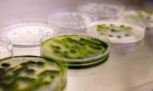 Coccomyxa  onubensis, una microalga aislada en esa zona del país ibérico