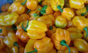 Ají picante