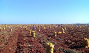 La cosecha de papas en Ciego de Ávila entró en la recta final.