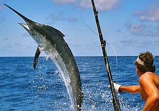 61 Torneo Internacional de la PEsca de la Aguja Ernest Hemingway.
Publicada: G.Internacional 12/06/2011
Puja0008