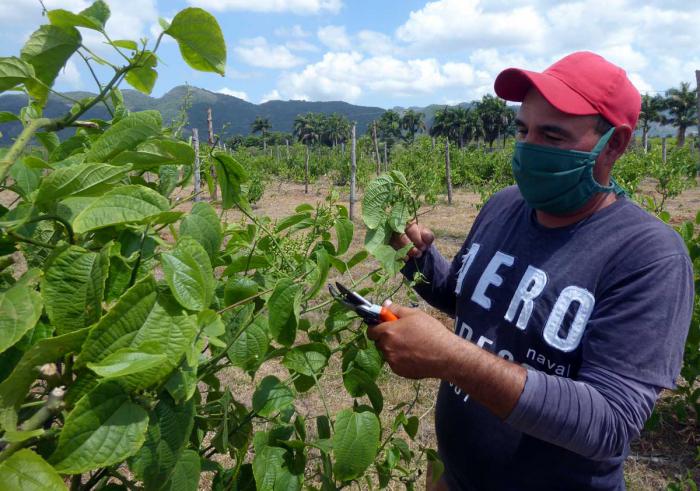 Una de las líneas del proyecto se dedica al fomento de la sacha inchi, de cuyas semillas se extrae un aceite que contiene omega tres, seis y nueve. FOTO DEL AUTOR