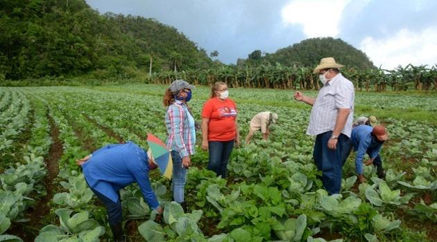 La ANAP, encabezada por su presidente, Rafael Santiesteban Pozo, es puntal en el propósito de que todos los campesinos conozcan y hagan valer todas las medidas en función de multiplicar la producción 
agropecuaria. 
