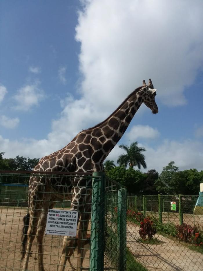 Jirafa de Ciego de Ávila a La Habana.  Foto: cortesía del Zoológico avileño y de Pastor Batista.
