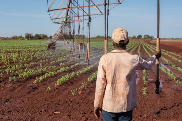 En la campaña de siembra de primavera, iniciada en marzo, se prevé sembrar 384 589 hectáreas  
de cultivos varios.