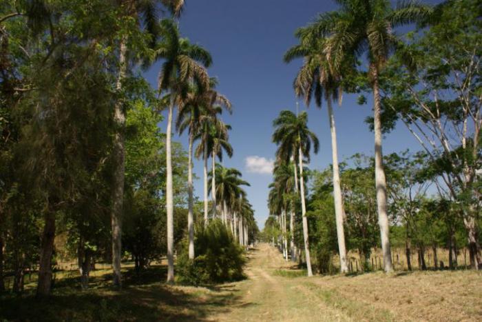 Jardín Botánico de Cienfuegos