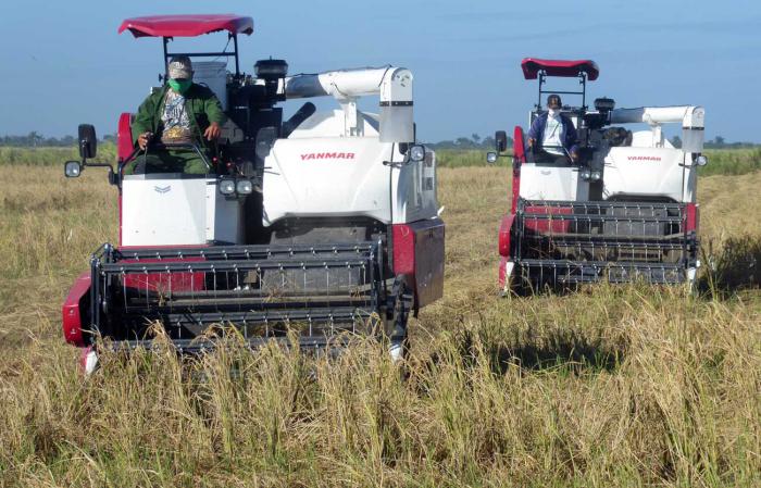 Cosechadoras de arroz Prevención contra la Covid-19 – Coronavirus – nasobuco