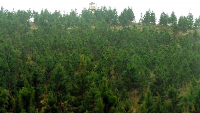 Bosques en Pinar del Río