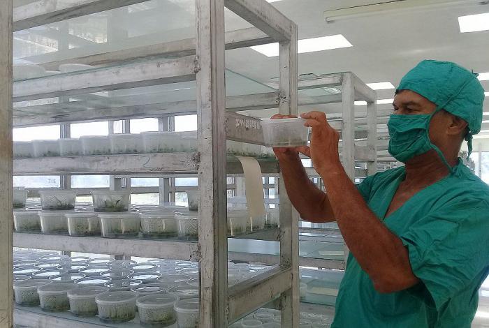 La biofábrica granmense producirá este año unas 600 000 vitroplantas de las variedades de plátano, ñame y malanga, además de plantas medicinales como la sábila y el aloe vera.

