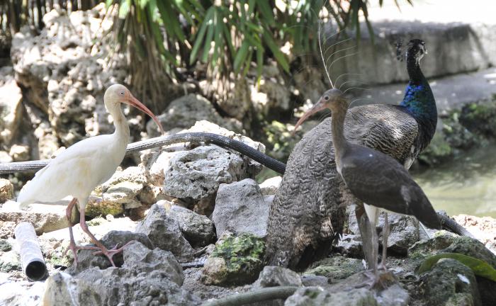Jardin Zoológico de la Habana,muestra de aves