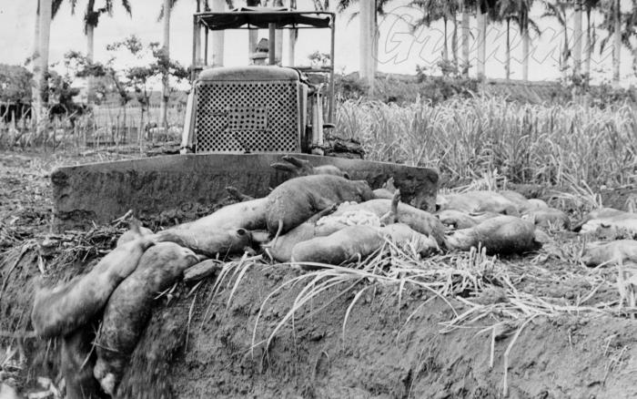 Control de la fiebre porcina africanaen Matanzas.
Foto: Liborio Noval, 25 de junio de 1971.
