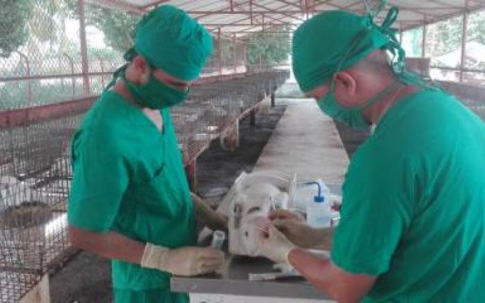 Para evitar la difusión de la EHVC, todos los productores —tanto estatales como privados— deben aplicar ciertas medidas como incrementar las acciones de bioseguridad en todas las unidades no afectadas.