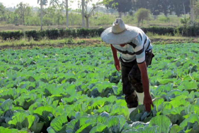 El empleo de plaguicidas biológicos permite mantener un equilibrio favorable en los agroecosistemas. 
