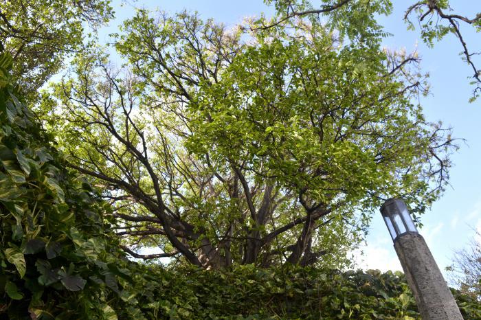 La producción de alimentos y el crecimiento económico no sostenible tienen a nivel mundial un alto costo para el medio ambiente, al aumentar la deforestación y degradación de los suelos, la pérdida de la biodiversidad y las emisiones de gases de efecto invernadero