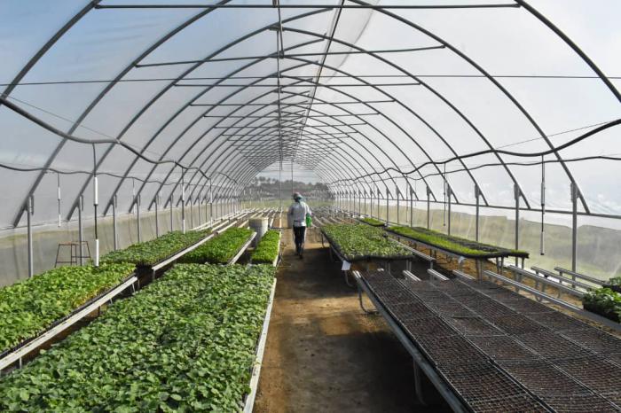 Aunque se perdieron productos de algunas casas de cultivo protegido en Matanzas, sus estructuras no sufrieron daños y se trabaja por recuperar varios de los productos para procesarlos industrialmente.