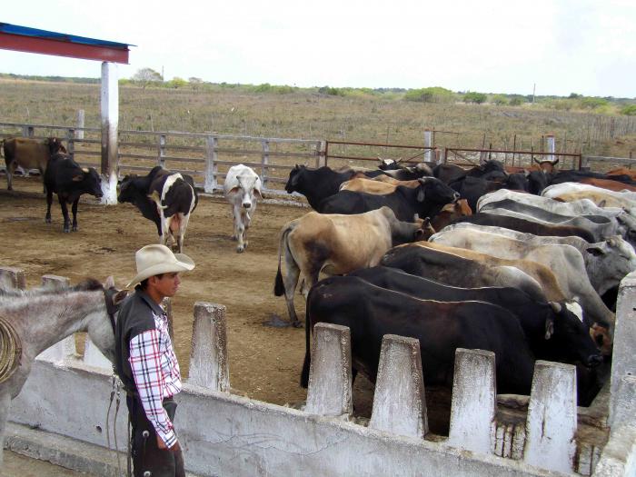 valdes mesa en camaguey