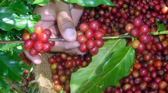 Aplican ciencia y técnica en recuperación del café en Santiago de Cuba.