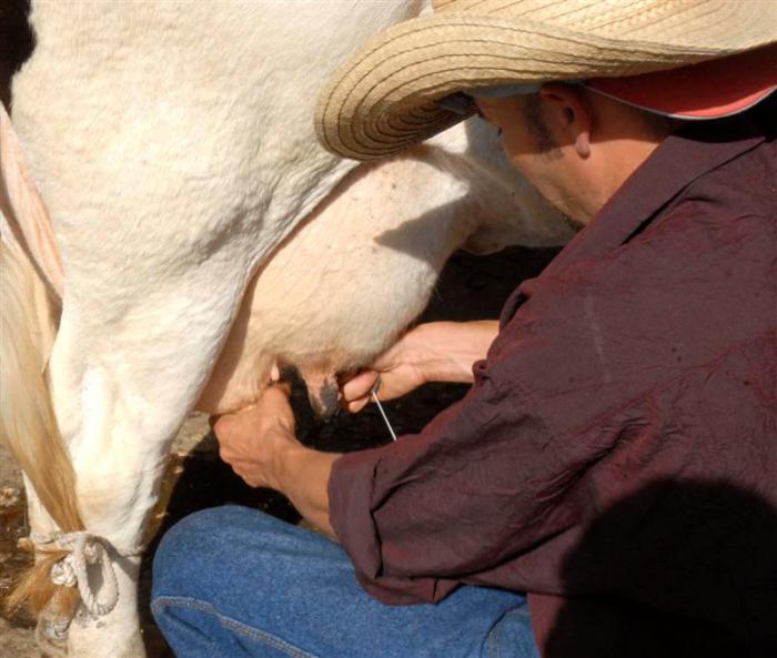 Camagüey, el mayor productor de leche y carne en Cuba, se encuentra al 95% de cumplimiento de su plan general hasta la fecha.
