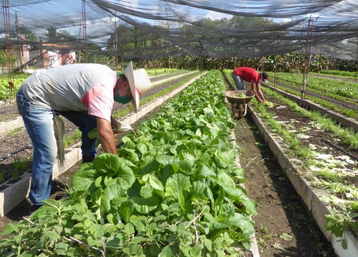 Se redujo la tarifa del agua para los organopónicos y huertos intensivos conectados al sistema de acueducto y alcantarillado. Foto: Miguel Febles Hernández
