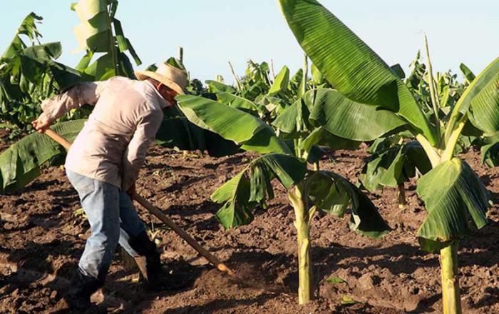 Preparan nueva propuesta para el funcionamiento de las cooperativas y aprueban fondo para el fomento agropecuario
