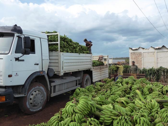 El Comité de Coordinación para el financiamiento al sector agropecuario, creado al efecto, propuso y se aprobó destinar los fondos a los cultivos de arroz, plátano, yuca, frutas, así como a las producciones porcinas y de la ganadería vacuna. foto: Freddy Pérez Cabrera	