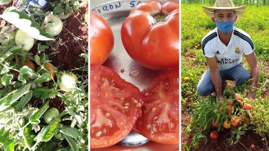 Se han estado implementando programas de mejoramiento con la utilizando la irradiación y la biotecnología para desarrollar nuevas variedades que puedan hacer frente mejor a extremos en las condiciones de crecimiento impuestas por el cambio climático.