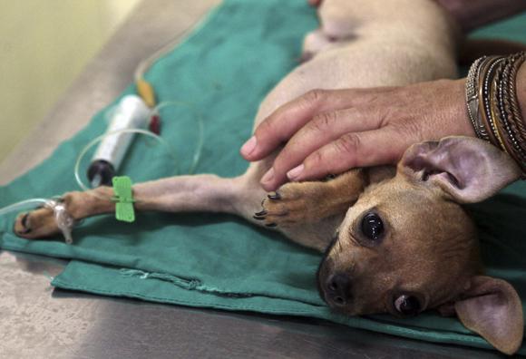 Protección de animales en Cuba