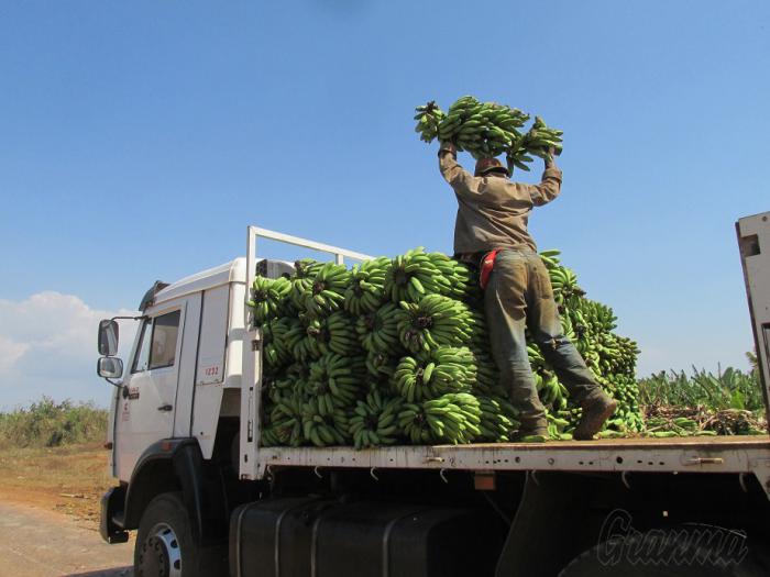 La propuesta de asignación de fondos para el cultivo del plátano es de 65 millones de pesos nacionalmente.